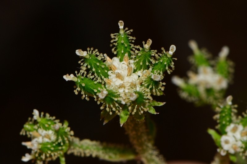 Adenocaulon chilense photo 5