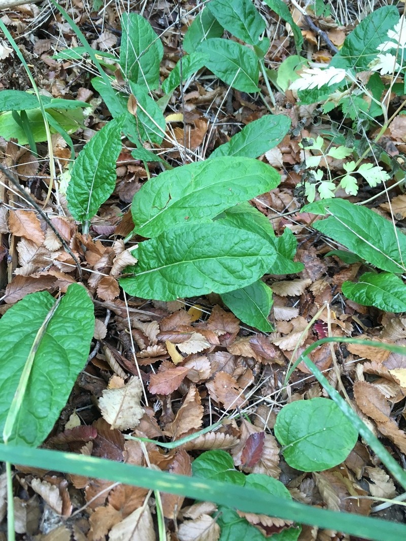 Adenocaulon chilense photo 6