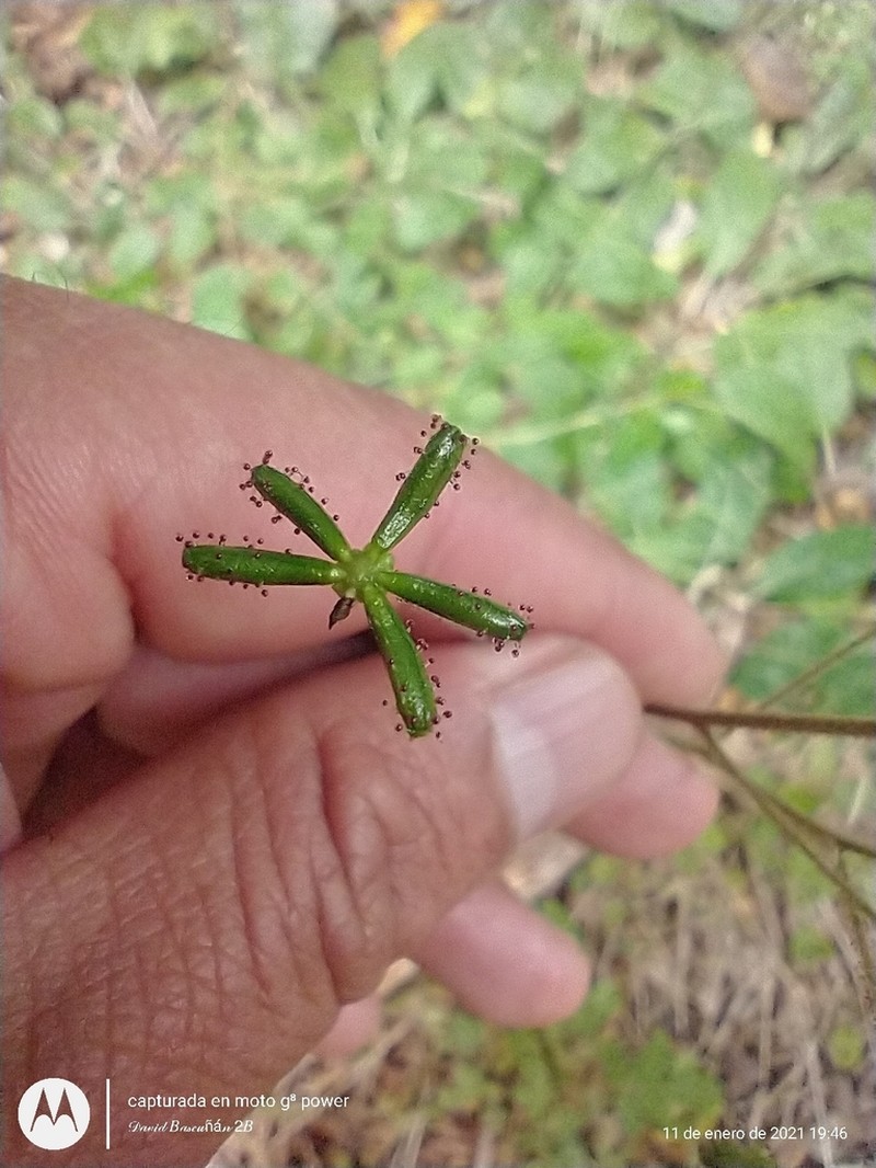 Adenocaulon chilense photo 7