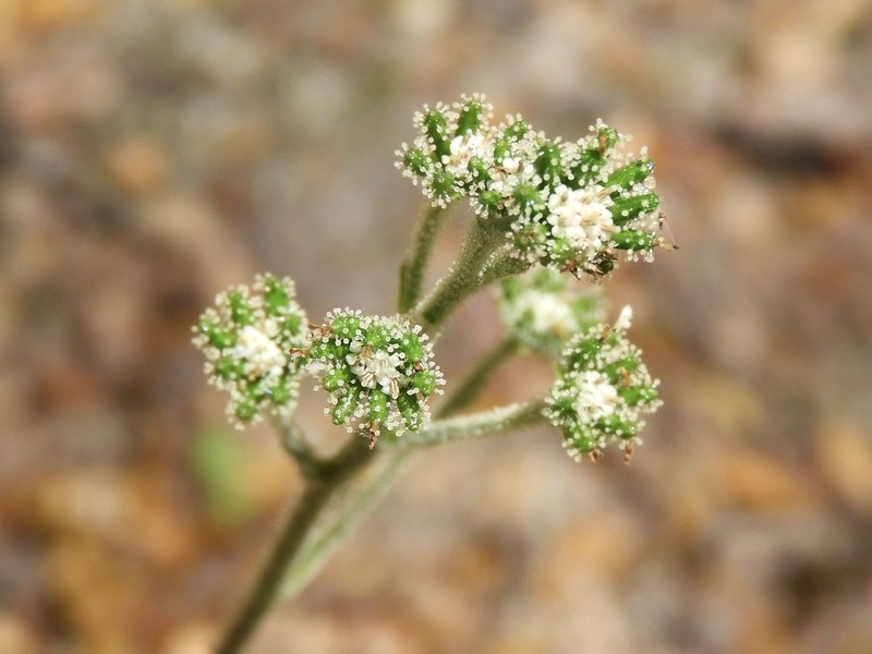 Adenocaulon chilense photo 8