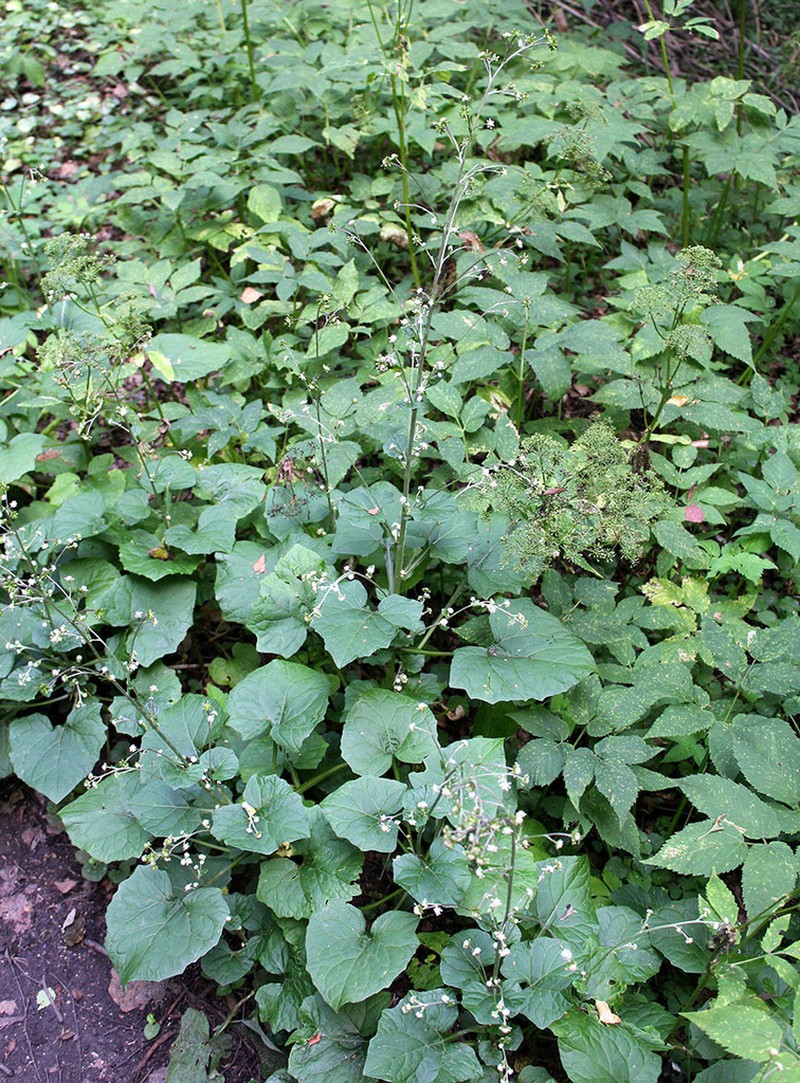Adenocaulon himalaicum photo 2
