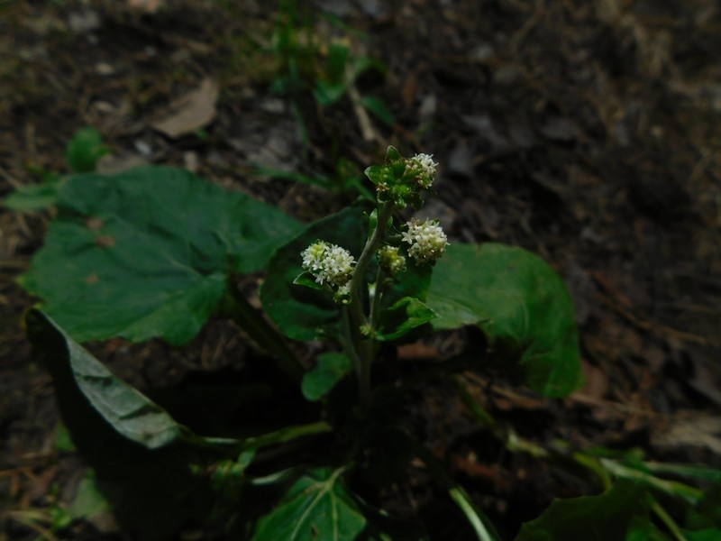 Adenocaulon himalaicum photo 3