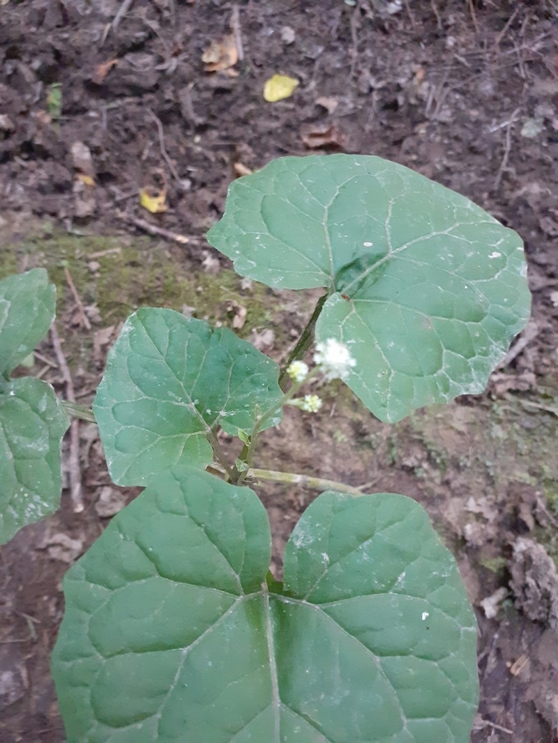 Adenocaulon himalaicum photo 4