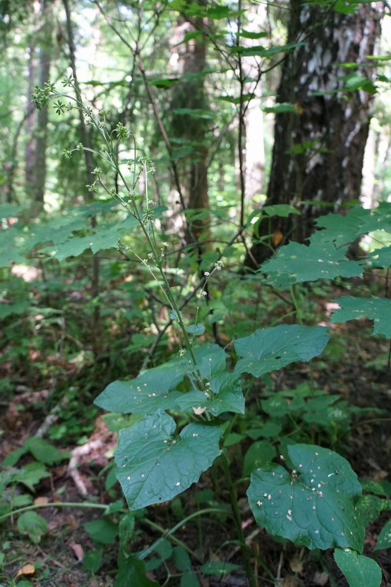 Adenocaulon himalaicum photo 5