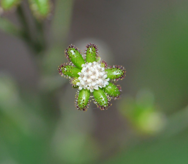 Adenocaulon himalaicum photo 6