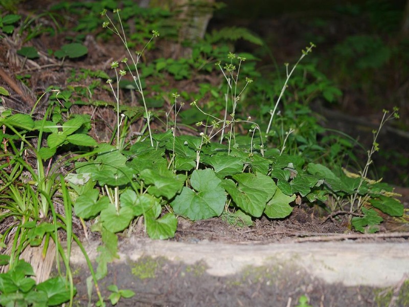 Adenocaulon himalaicum photo 8