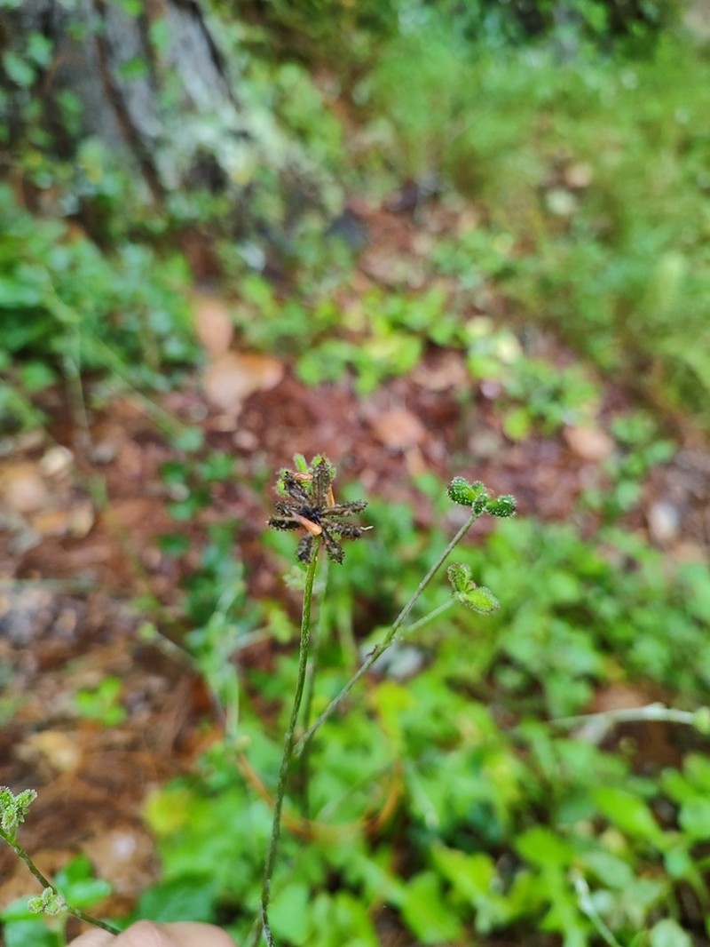 Adenocaulon lyratum