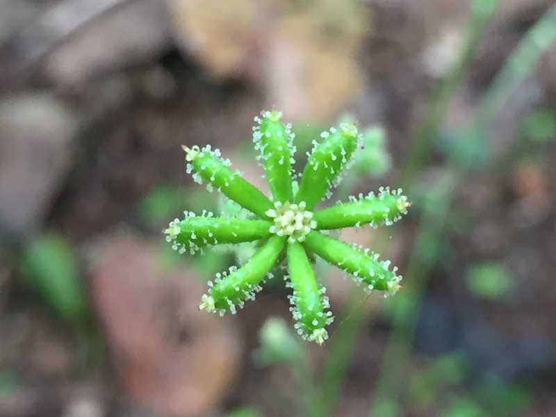 Adenocaulon lyratum photo 2