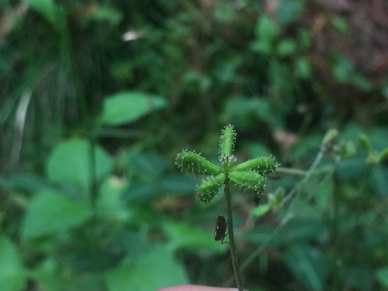 Adenocaulon lyratum photo 3