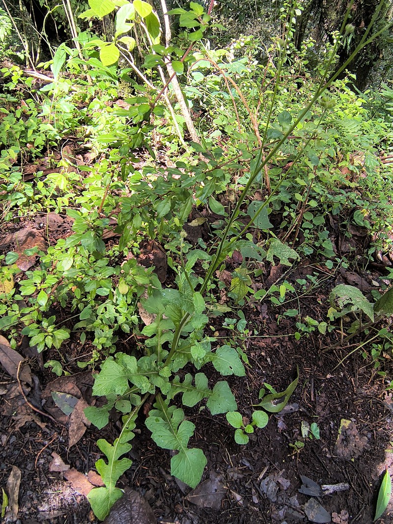 Adenocaulon lyratum photo 5