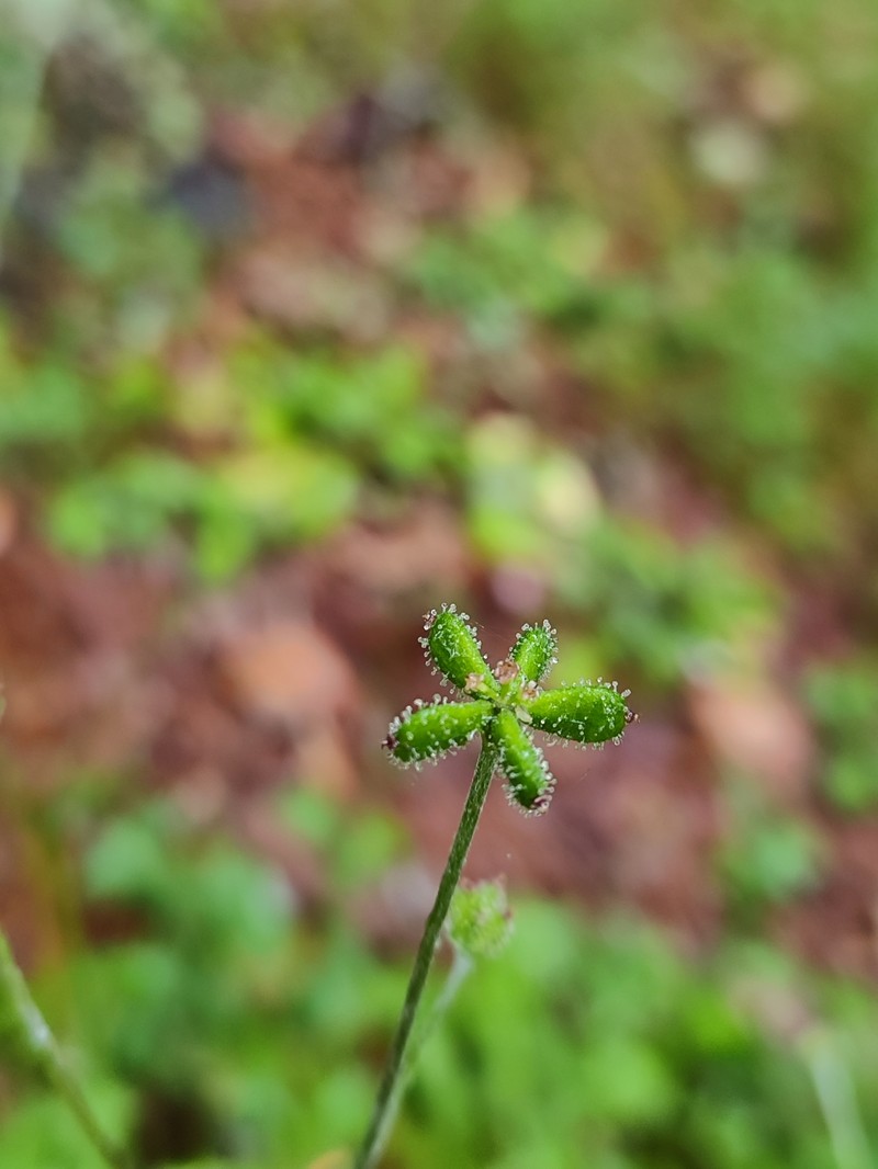 Adenocaulon lyratum photo 7