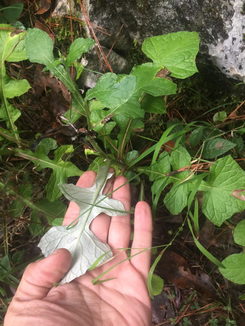 Adenocaulon lyratum photo 8