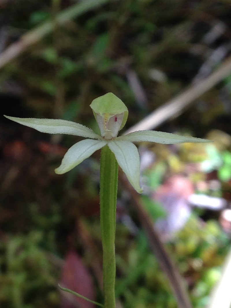 Adenochilus gracilis