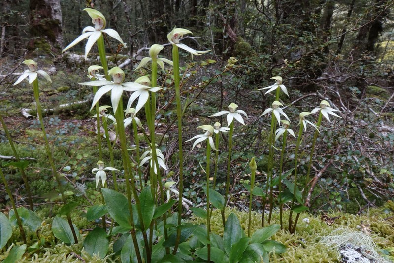 Adenochilus gracilis photo 2