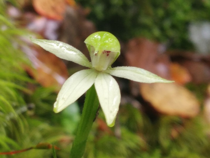Adenochilus gracilis photo 3