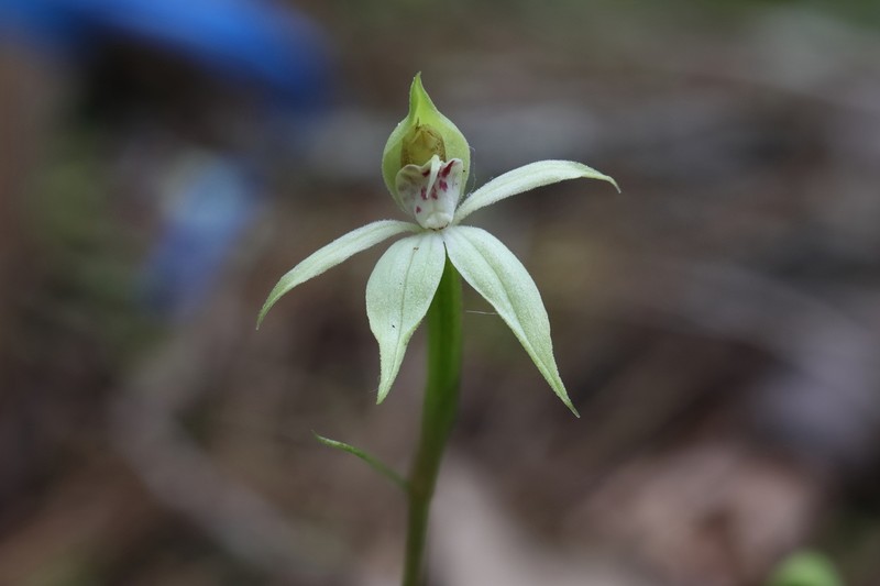 Adenochilus gracilis photo 4