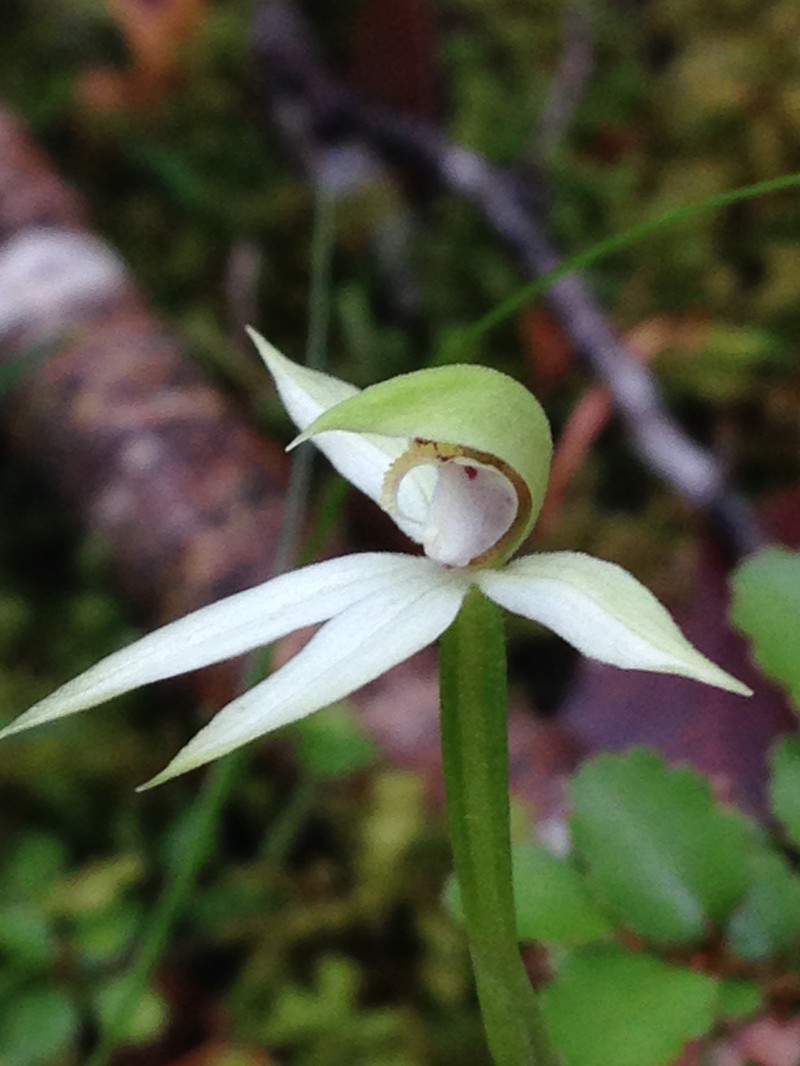 Adenochilus gracilis photo 5