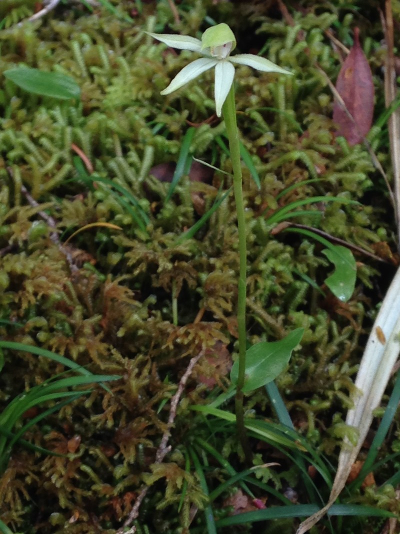 Adenochilus gracilis photo 6