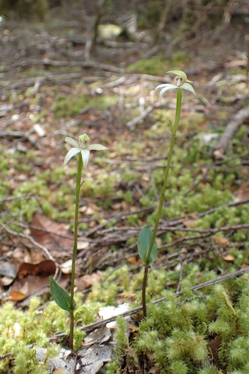 Adenochilus gracilis photo 7