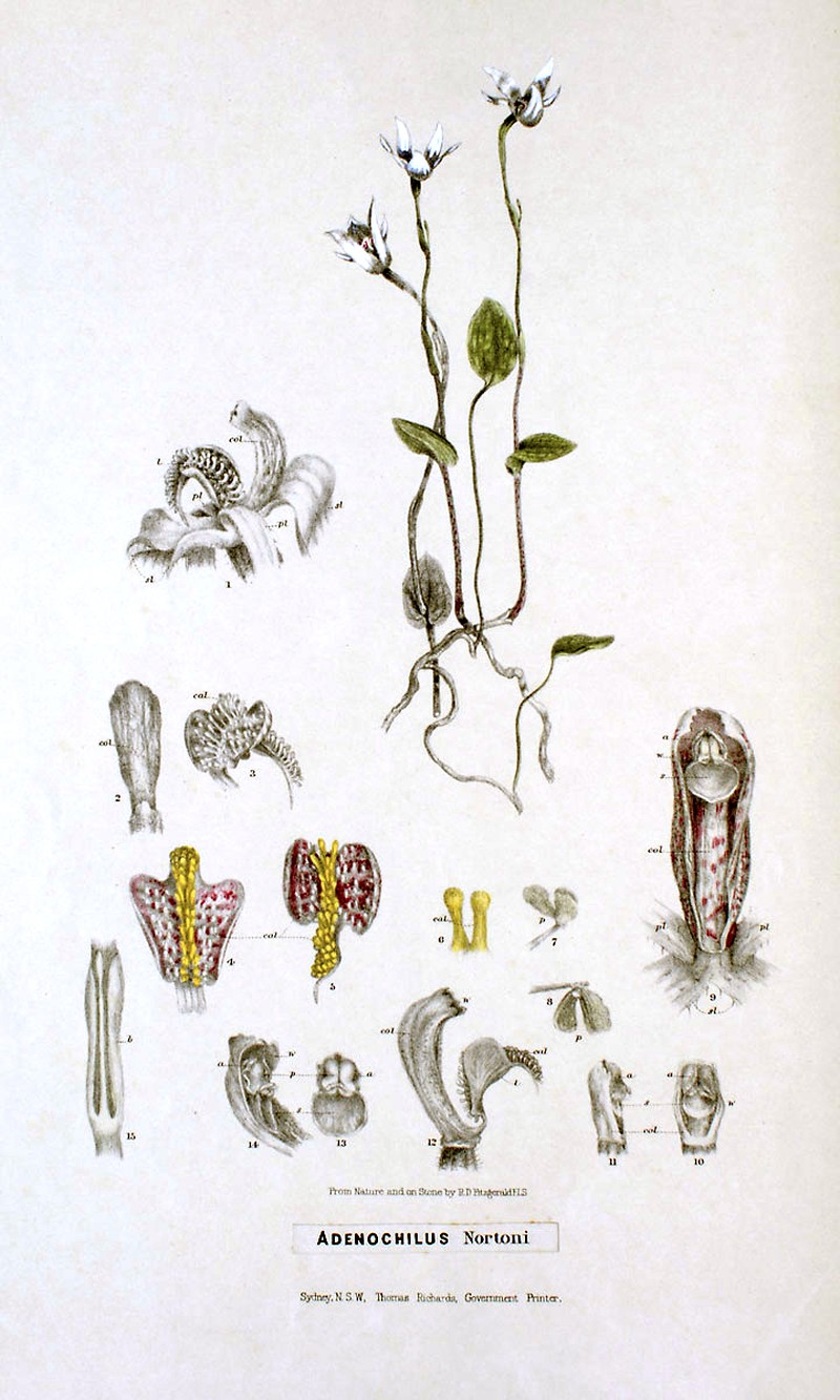 Adenochilus nortonii