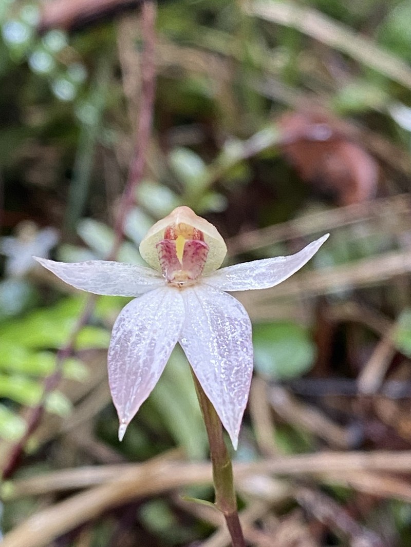Adenochilus nortonii photo 2