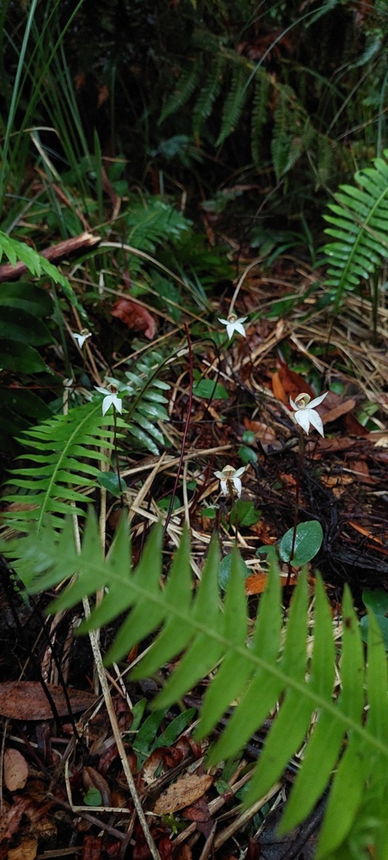 Adenochilus nortonii photo 3