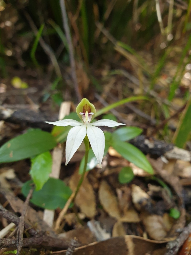 Adenochilus nortonii photo 4