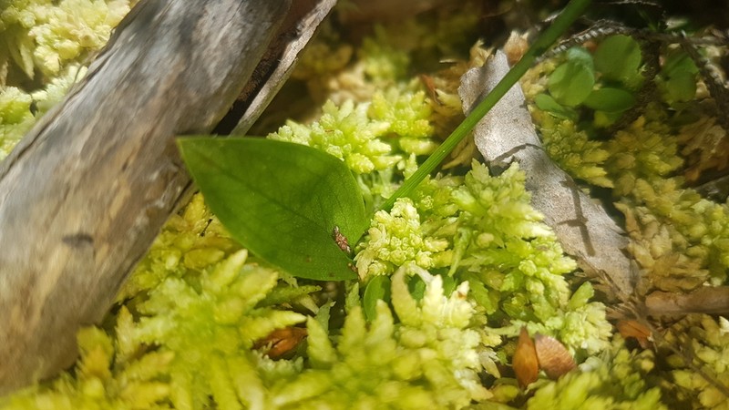 Adenochilus nortonii photo 5