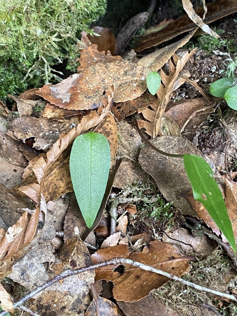 Adenochilus nortonii photo 6