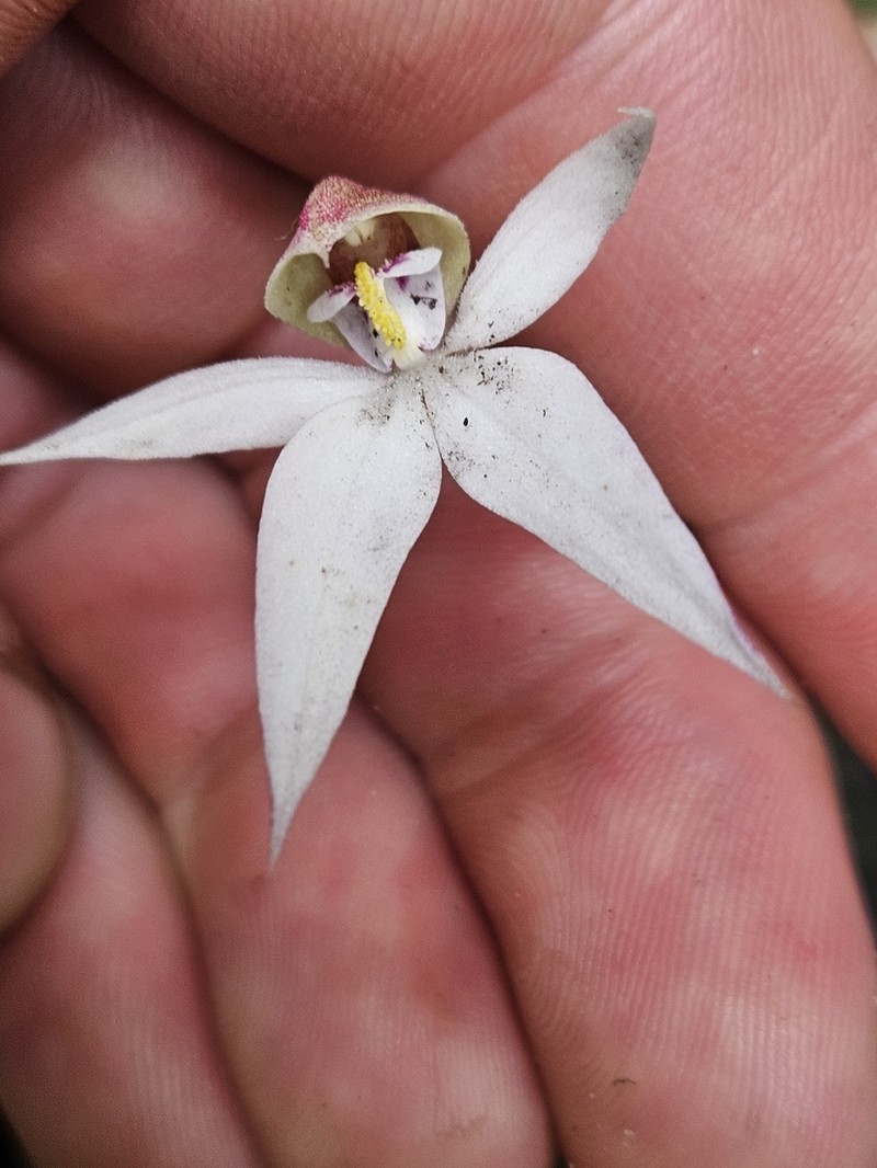 Adenochilus nortonii photo 7