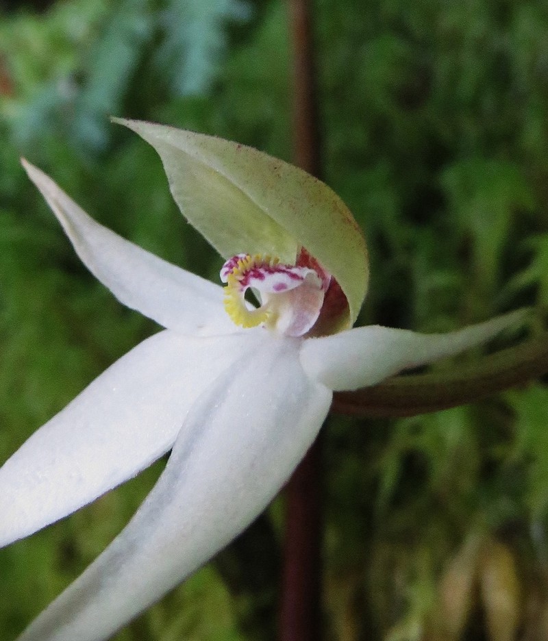 Adenochilus nortonii photo 8