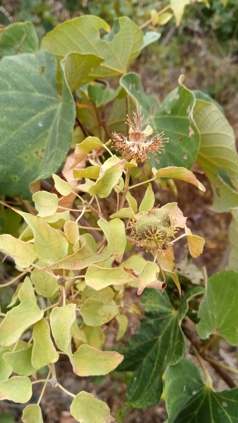 Adenochlaena leucocephala