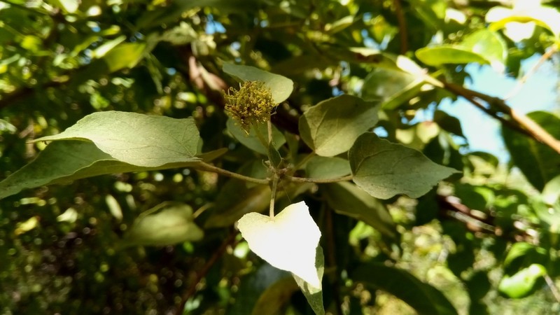 Adenochlaena leucocephala photo 2