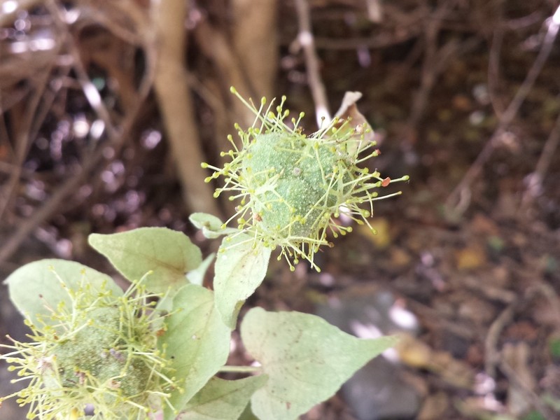 Adenochlaena leucocephala photo 3
