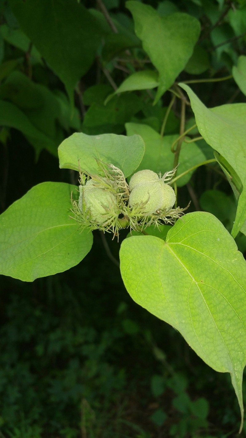 Adenochlaena leucocephala photo 4
