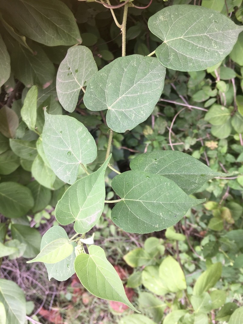 Adenochlaena leucocephala photo 6