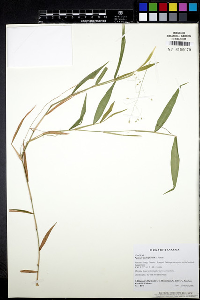 Adenochloa adenophora photo 2