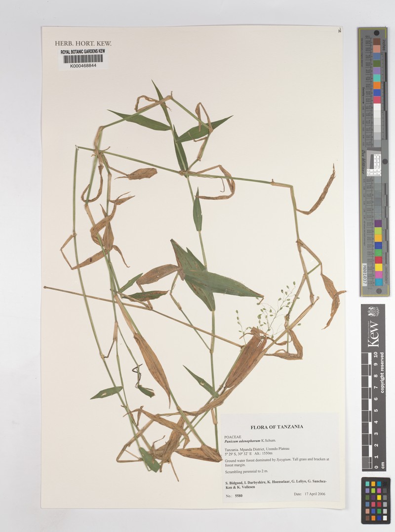 Adenochloa adenophora photo 3