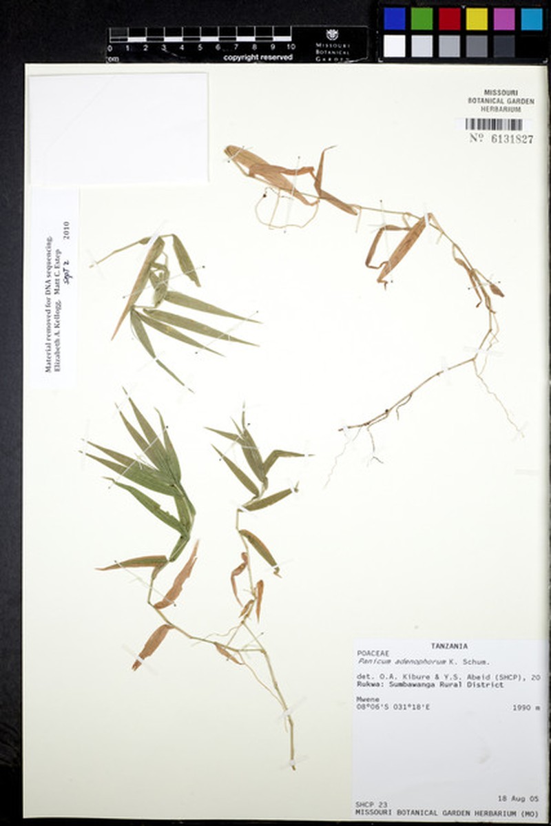 Adenochloa adenophora photo 4