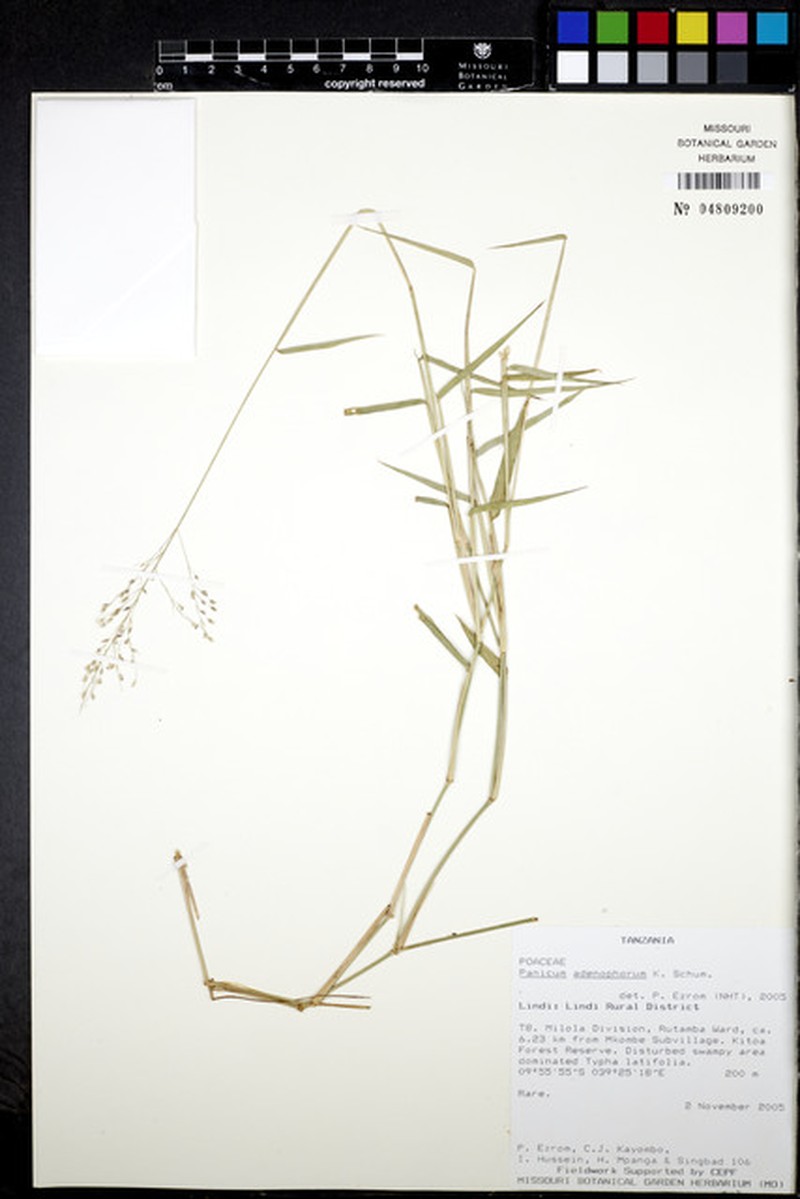 Adenochloa adenophora photo 5