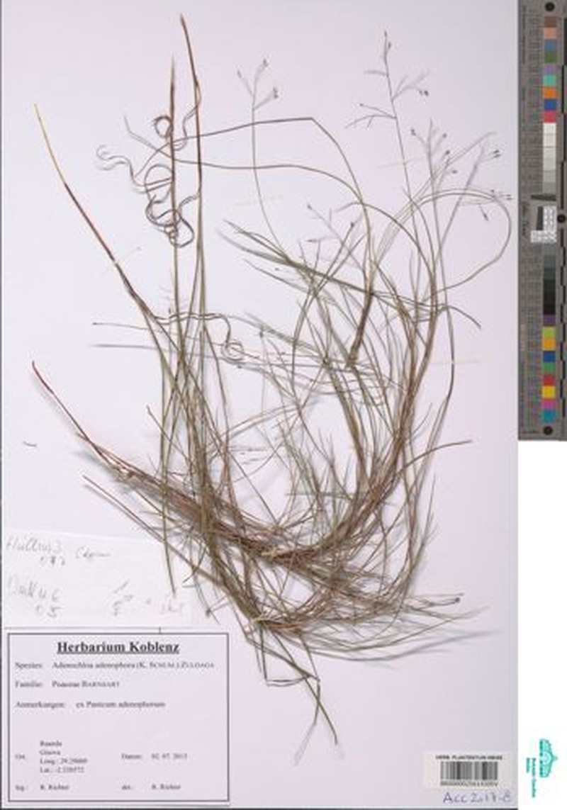 Adenochloa adenophora photo 6
