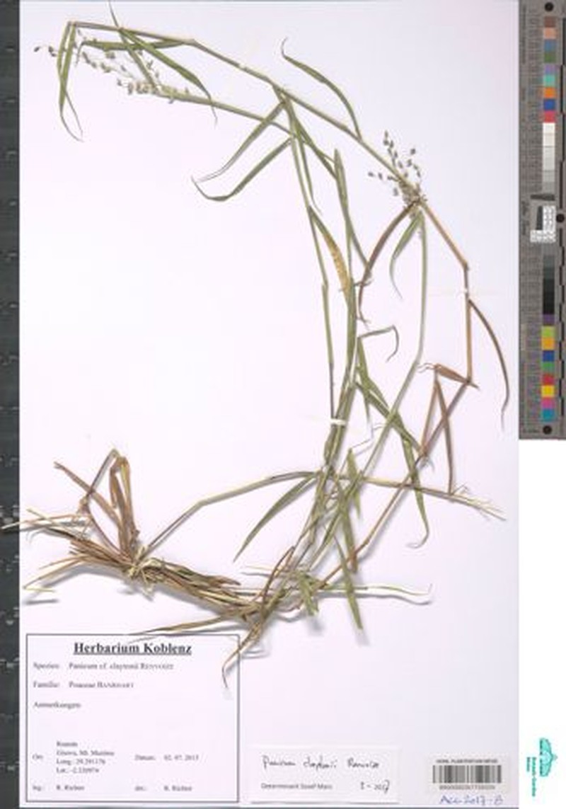 Adenochloa adenophora photo 7