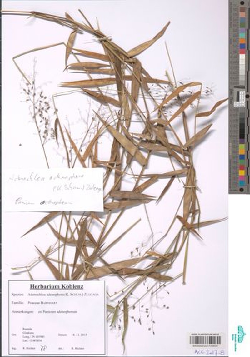 Adenochloa adenophora photo 8