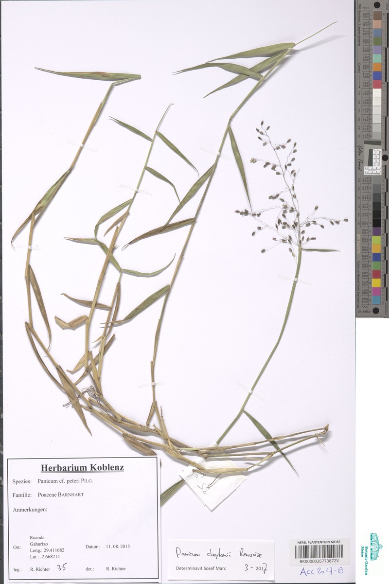 Adenochloa claytonii