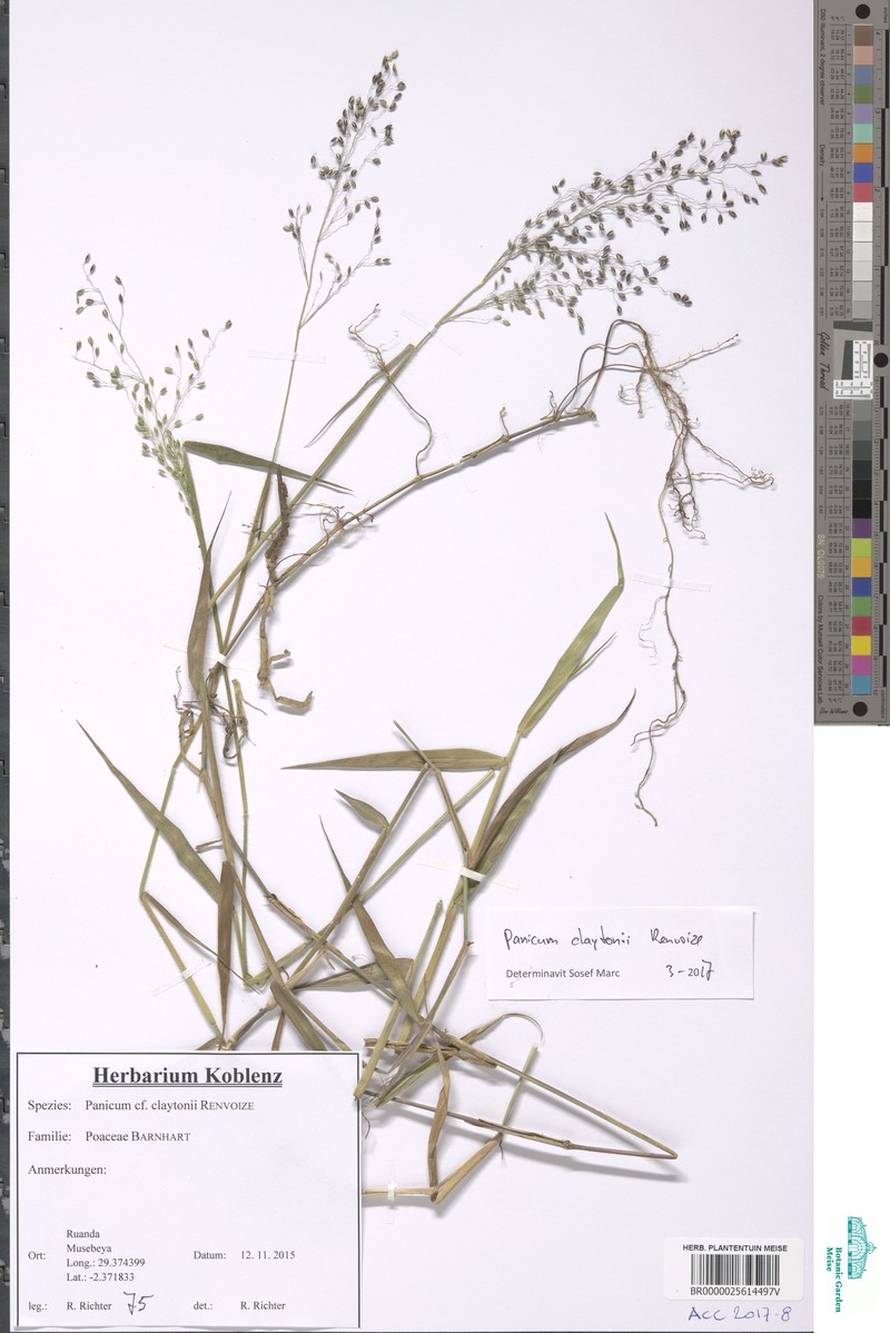 Adenochloa claytonii photo 2