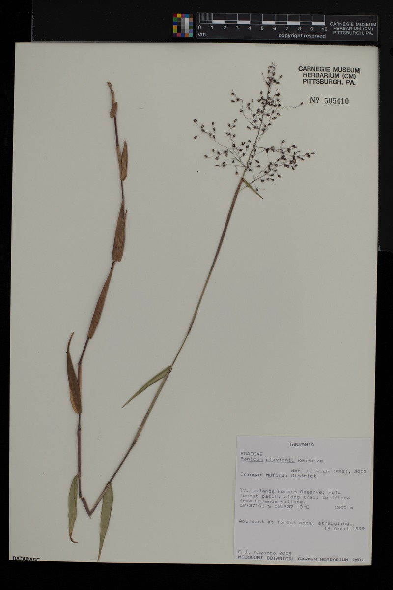 Adenochloa claytonii photo 3