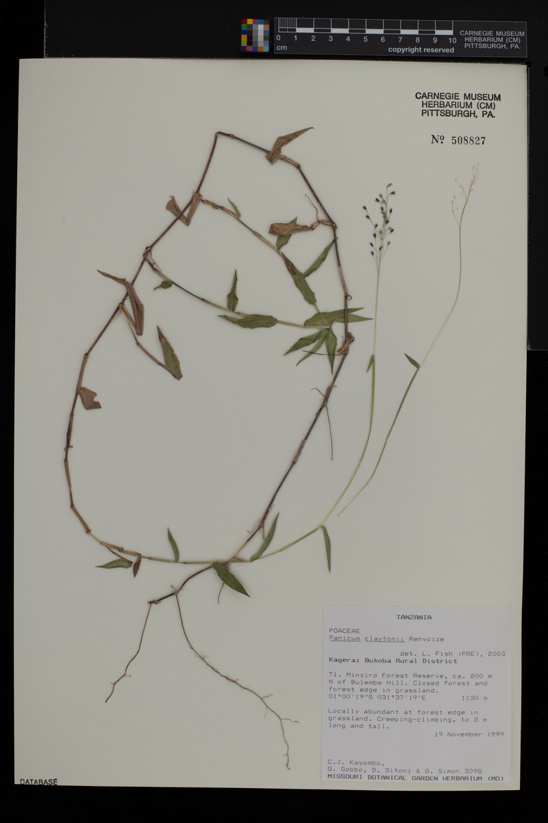 Adenochloa claytonii photo 4