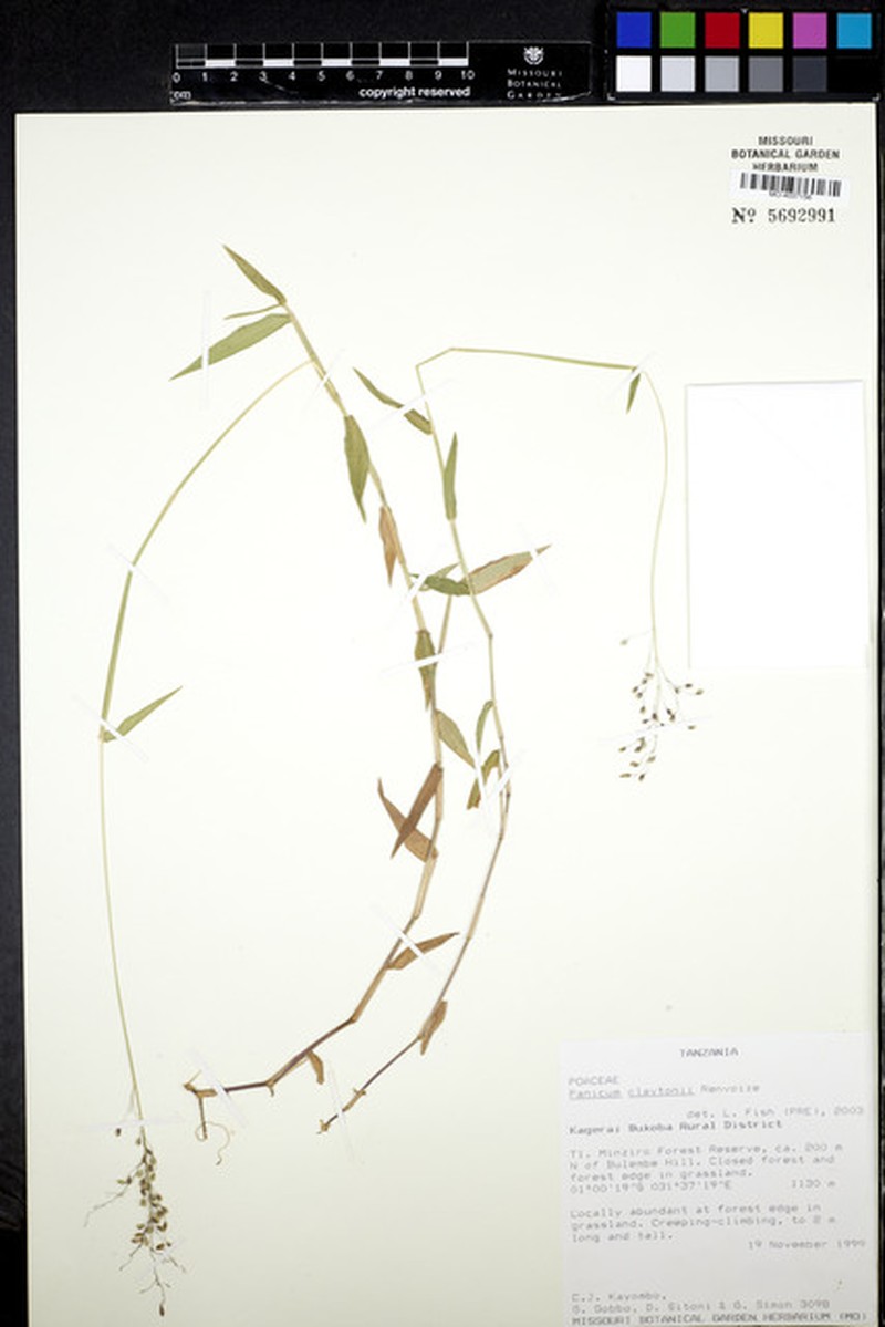 Adenochloa claytonii photo 5