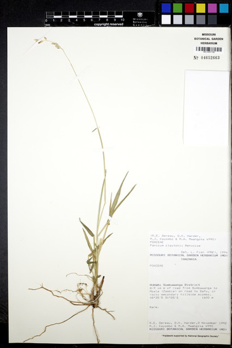 Adenochloa claytonii photo 6