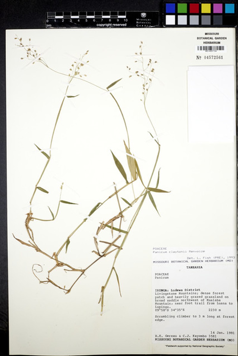Adenochloa claytonii photo 7